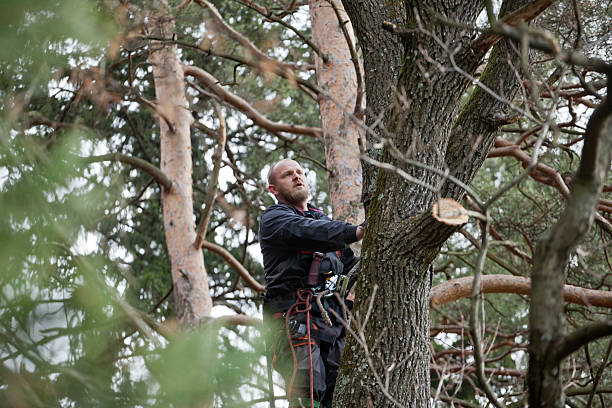 Tree Care